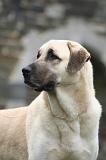 KANGAL 186